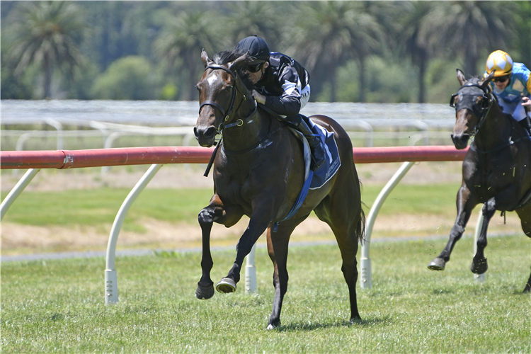 STELLA MA BELLA winning the SHACKELL ELECTRICAL MAIDEN 3YO