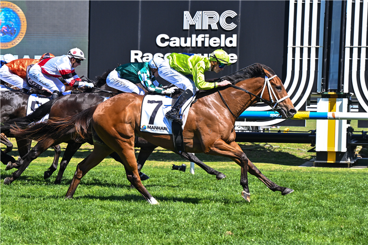 STRETAN ANGEL winning the Manhari Alinghi Stakes at Caulfield in Australia.