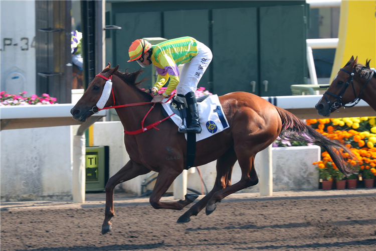 SWORD POINT winning the Pak Tam Chung Handicap.