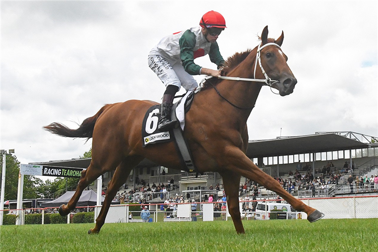 TALE OF THE GYPSY winning the GRAEME WRIGHT TRANSPORT