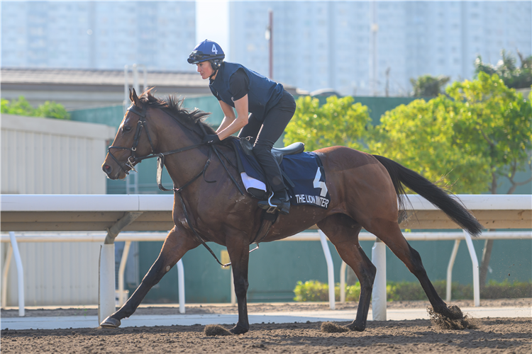 THE LION IN WINTER - LONGINES Hong Kong International Races Monday Trackwork