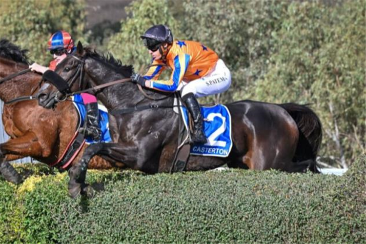 THE MIGHTY SPAR winning the Moredun Hill Steeplechase