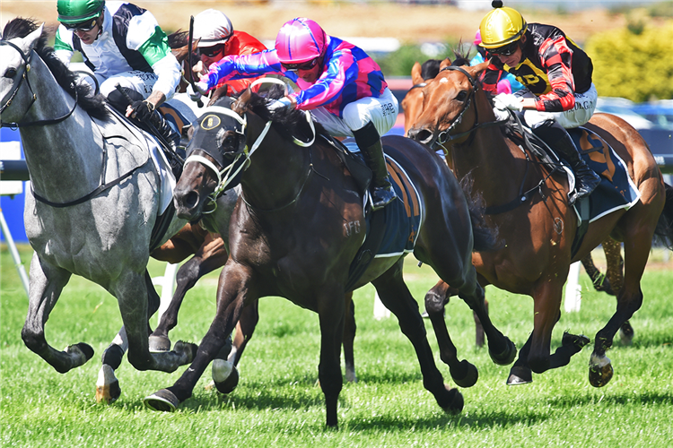 THEDOCTOROFLOVE winning the EAGLE TECHNOLOGY AVONDALE GUINEAS