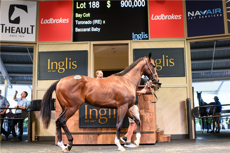 The $900,000 Toronado colt that topped the Ready2Race Sale.