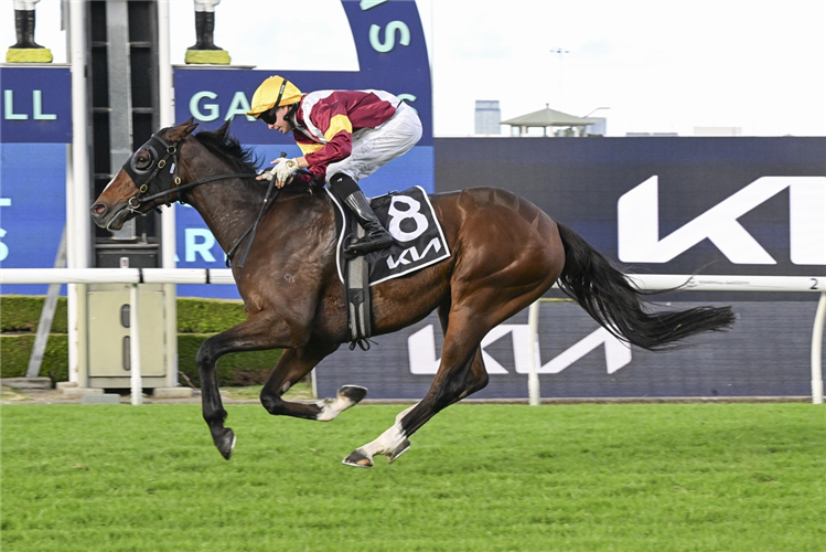 TOURISTIC winning the KIA LORD MAYORS CUP at Rosehill in Australia.