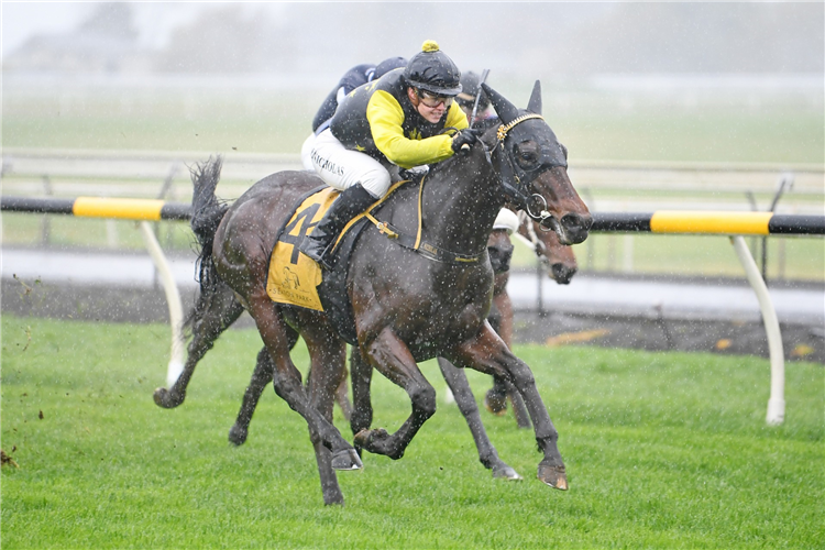 TULSA KING winning the NZB READY TO RUN SALE TRAINERS SERIES 3YO