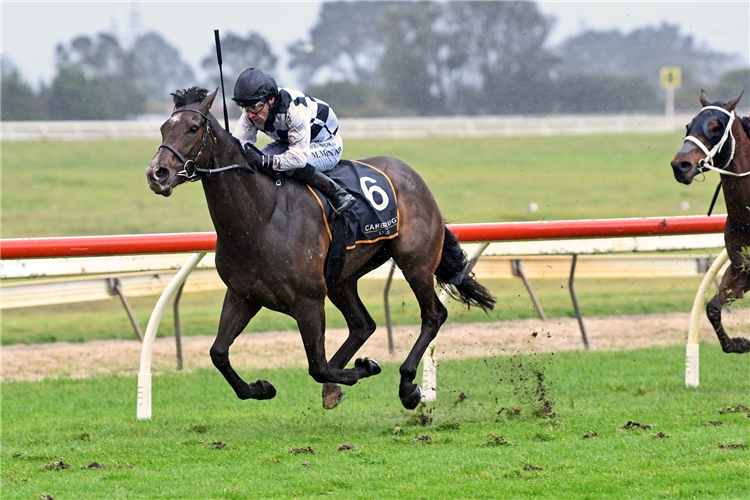 TUXEDO winning the HELLO YOUMZAIN - CHAMPION NZ FIRST SEASON SIRE