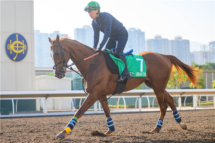 URBAN CHIC - LONGINES Hong Kong International Races Trackwork