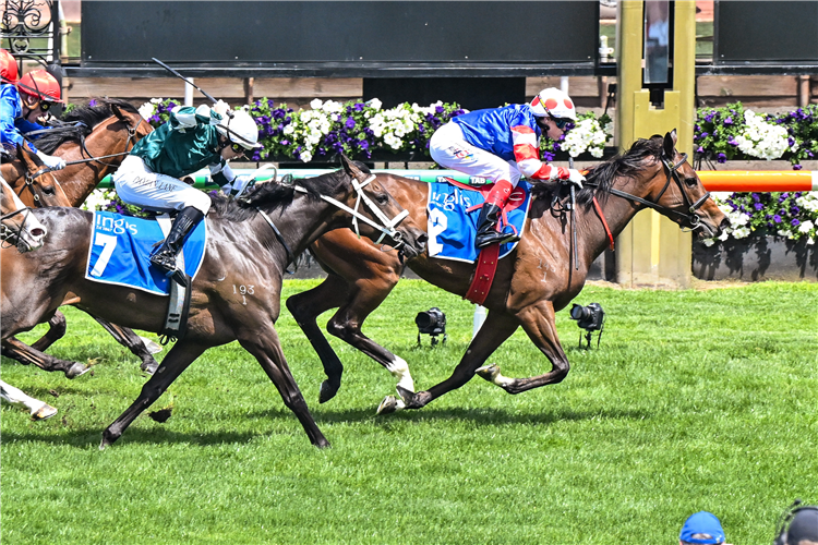 「韦罗纳玫瑰」夺冠英格利斯手镯大赛