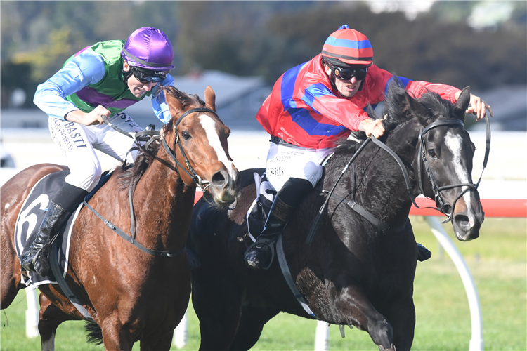 Verry Flash (inside) outstaying stablemate Obrigado to win Sunday's The Grant Sweeney Memorial Open Hurdle (3000m) at Wanganui.