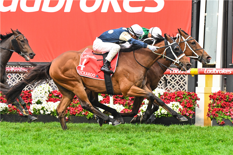 VIA SISTINA winning the Cox Plate at Moonee Valley in Australia.