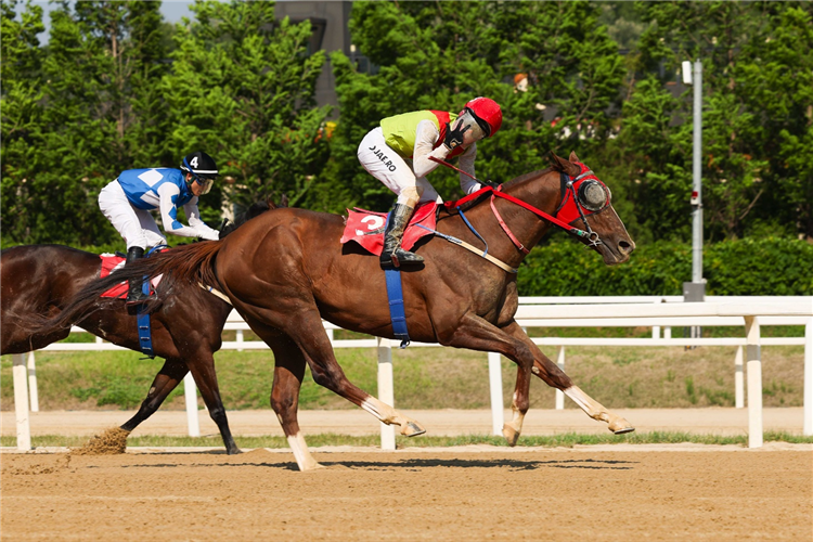VINCERO CAVALLO winning the Class Open Weight for Age