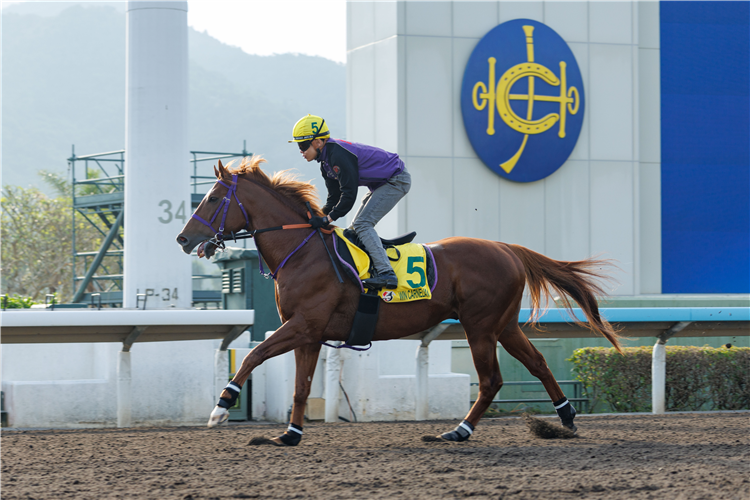 WIN CARNELIAN - LONGINES Hong Kong International Races Saturday Trackwork