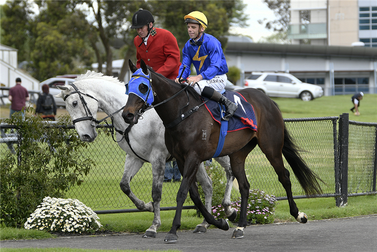 Wolfgang returns victorious at Te Rapa on Monday.