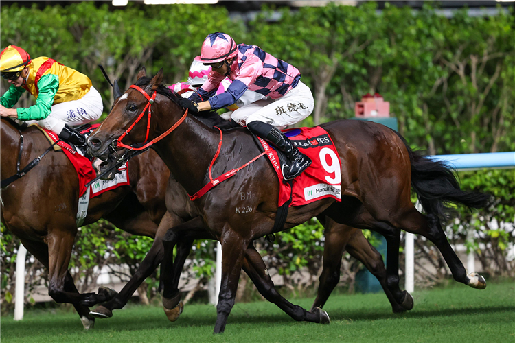 WROTE A NEW PAGE winning the CENTRAL HANDICAP