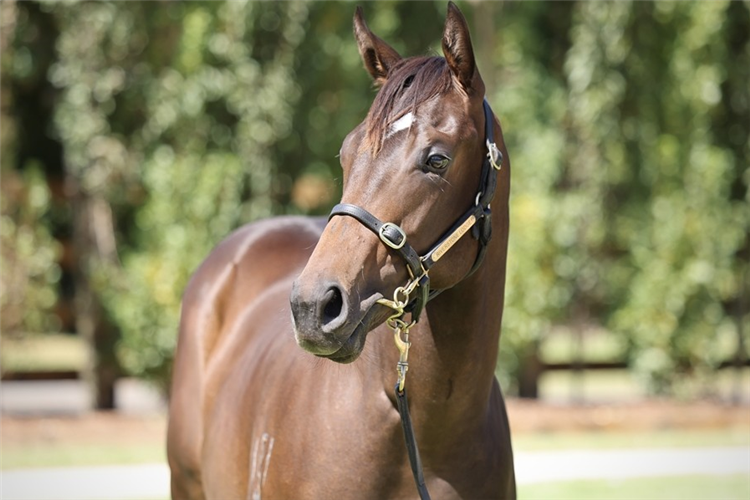 Shiki was a $420,000 Magic Millions yearling.