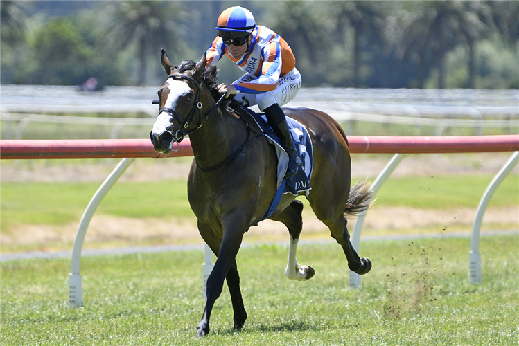 Lara Antipova winning on debut at Te Aroha on Sunday
