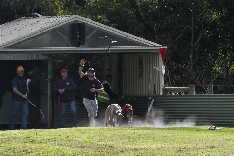 EVENT 1- WATERLOO CUP FINAL- Alston (red) vs Bank Robber (white)