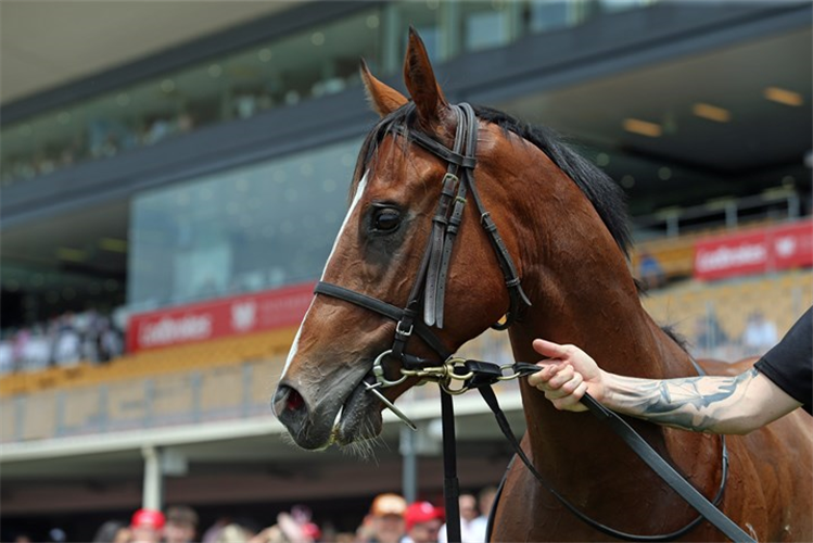 Betterlucknexttime was a $3,750 online buy as a weanling.