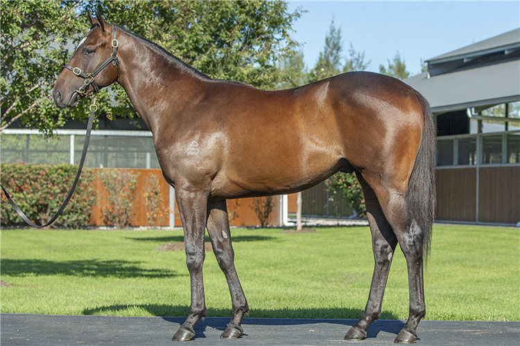 Decorum as a yearling.