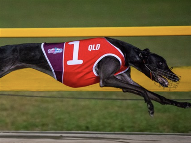 Greyhound racing in Queensland