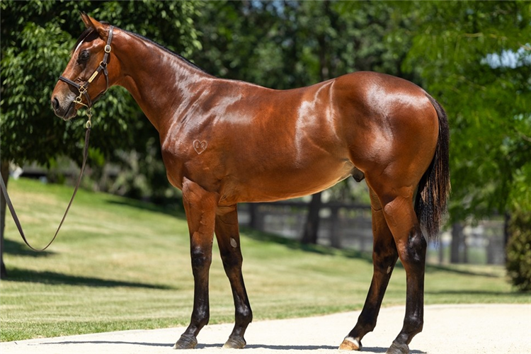 Guest House as a yearling.