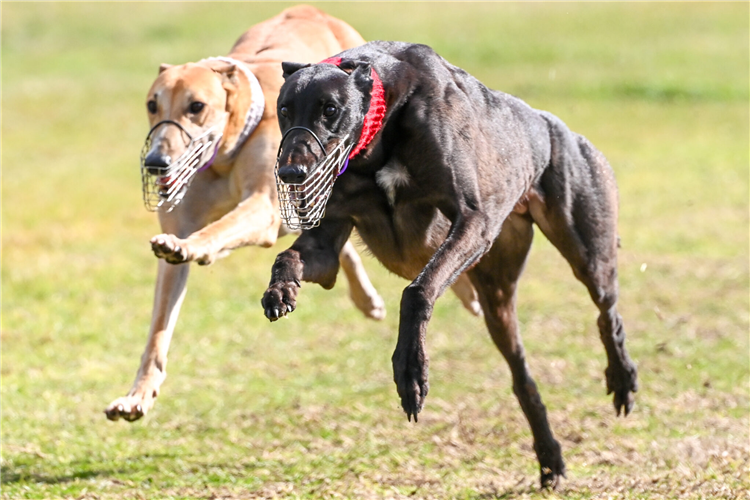 Event 3 WATERLOO PURSE - Shima Ballad (red) defeats Paw Waldo (white)