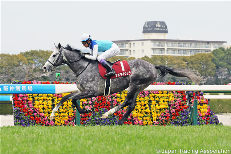 ADMIRE TERRA winning the Hanshin Daishoten at Hanshin in Japan.