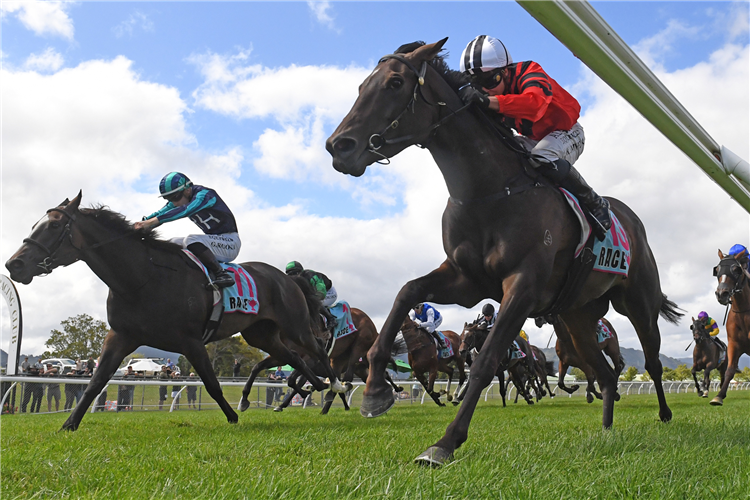 AFTERNOON SIESTA (inside) winning the RYDGES WELLINGTON CUDDLE STAKES