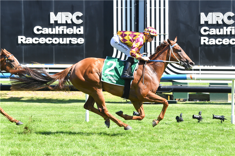 ALPHA SOFIE winning the Evergreen Turf Peter Le Grand Stakes at Caulfield in Australia.