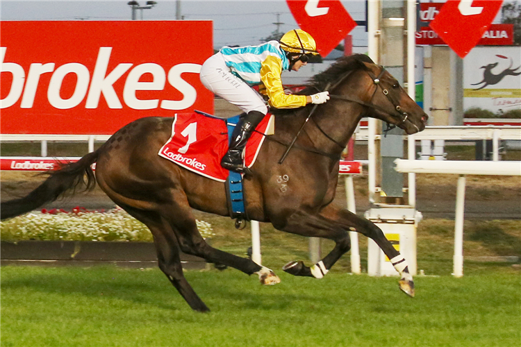 「阿里斯托波」