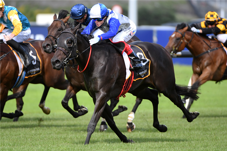 BELLE CHEVAL winning the CAMBRIDGE STUD ALMANZOR TROPHY