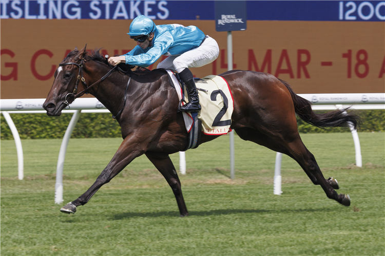 CHAYAN winning the PETALUMA REISLING STAKES