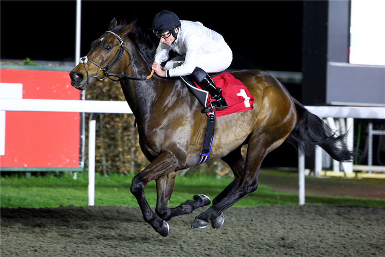 CONSTITUTION HILL winning the Virgin Bet Novice Stakes (Gbbplus Race) at Kempton Park in United Kingdom.