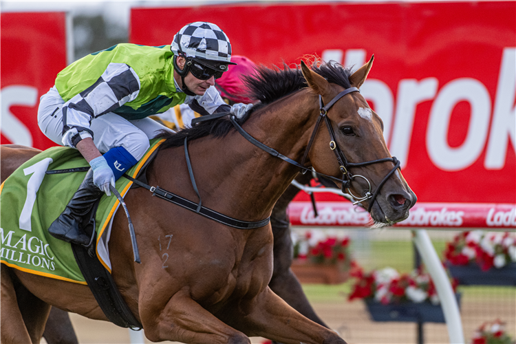 DAD AND DAVE winning the Magic Millions Tasmanian Derby at Hobart in Australia.