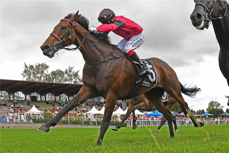 ENRICO winning the COMAG WAIRERE FALLS CLASSIC