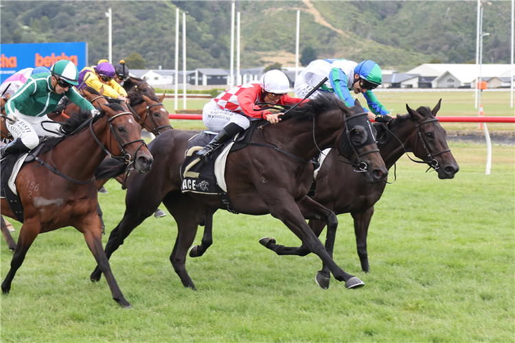 「仙子梦」胜出沙漠黄金锦标赛