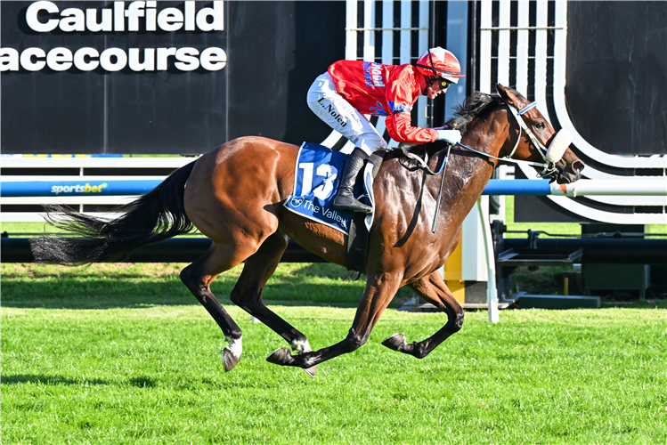 GOLD MEDALLIST winning the Caspers Pies and Pastries Handicap at Caulfield in Australia.
