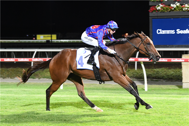 HEDGED winning the Clamms Seafood Australia Stakes (Chute) at Pakenham in Australia.