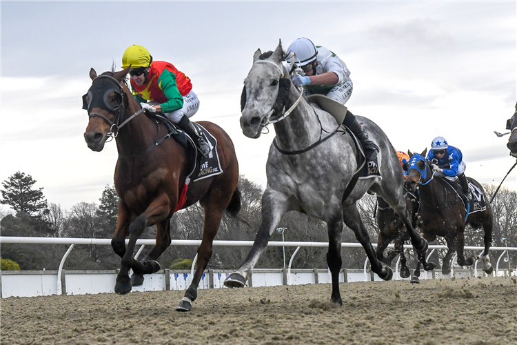 HE'S A BATTLER (grey)