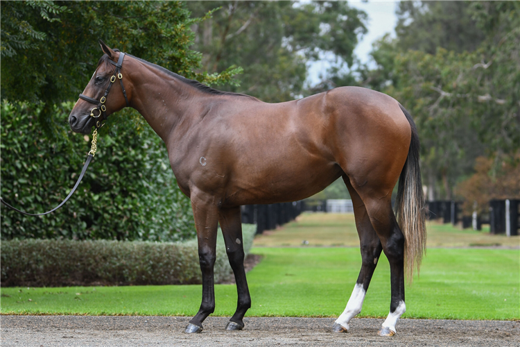 由「正义」和「阳光」育种下小母马