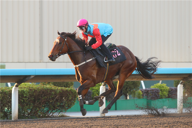 Ka Ying Rising Impresses In Sha Tin Barrier Trial | Racing and Sports