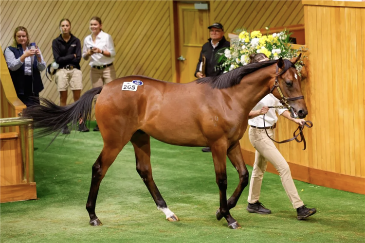 由「犀利时」育种下、在卡拉卡拍卖中由剑桥育马场花费85万澳元买下的第265号小公马