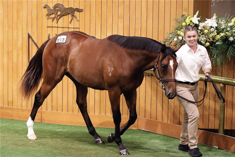 513号周岁雄驹卖出110万新西兰元高价