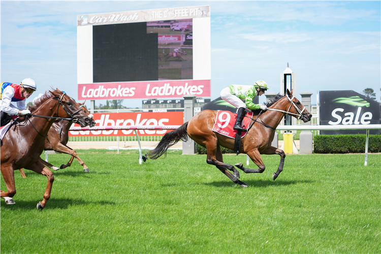 LAGUNANINI winning the Maffra Sheetmetal 2YO Maiden Plate at Sale in Australia