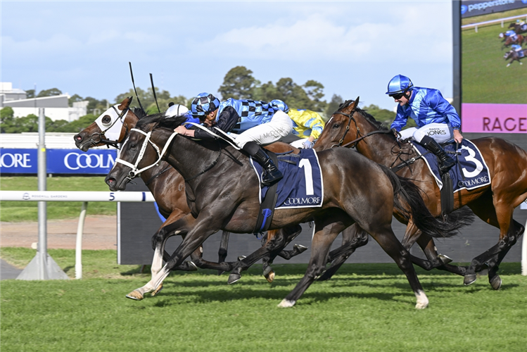 LAZZURA winning the COOLMORE CLASSIC at Rosehill in Australia.