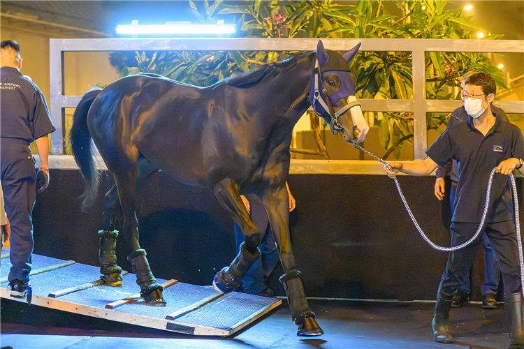 Masquerade Ball Ready For Fwd Qeii Cup Challenge (Update) | Racing and ...