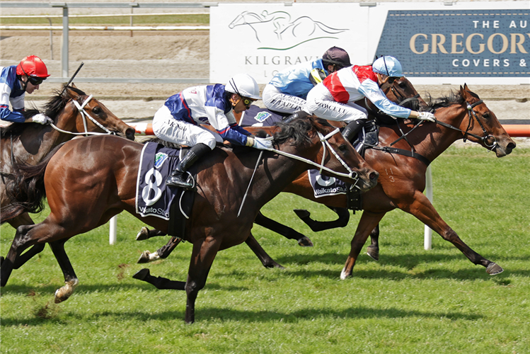 「梅费尔街」夺冠ENTAIN/NZB INSURANCE PEARL SERIES 赛