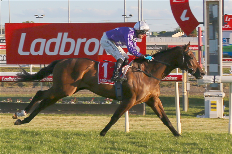 MAZZINI winning the Ladbrokes Stakes at Launceston in Australia.
