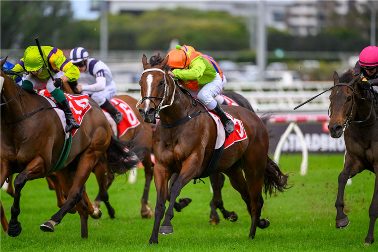 Midnight In Tokyo Wins Listed Seven Hinkler Handicap: Post Race Trainer ...